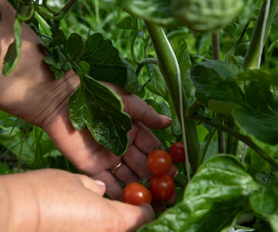 immagine-biofattoria-ricreativa-home-cooperativa-agricola-nuovo-cilento