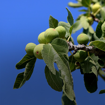 anteprima-settembre-ai-fichi-cooperativa-agricola-nuovo-cilento.jpg