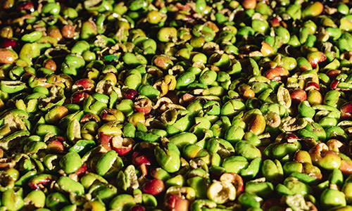 biofattoria didattica esperienze olio extravergina d'oliva cooperativa nuovo cilento